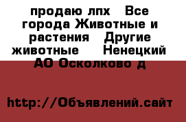 продаю лпх - Все города Животные и растения » Другие животные   . Ненецкий АО,Осколково д.